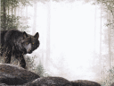 Background paper depicting a black wolf in aforest scene